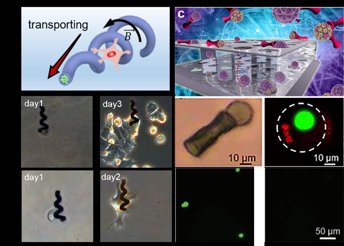 中國科大研制遠程可控的磁控微納機器人用于靶向藥物治療