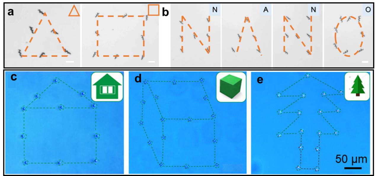 中國科大研制遠程可控的磁控微納機器人用于靶向藥物治療
