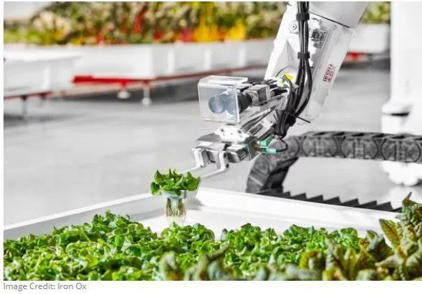 美國首個全自動化室內農場投入生產 產量為傳統種植的30多倍