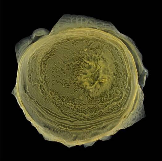 索菲亞機(jī)器人下月“訪華”