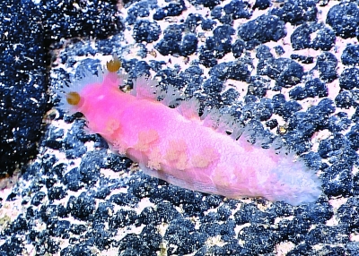 中國水下機器人到底有多牛?